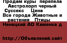 Продам куры, перепела. Австролорп черный. Суссекс. › Цена ­ 1 500 - Все города Животные и растения » Птицы   . Ненецкий АО,Каменка д.